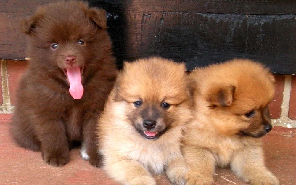 Pomchi puppies