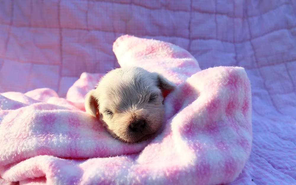 Pomeranian puppies Spitz Newborns