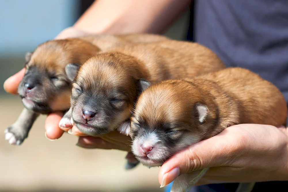 Newborn puppies