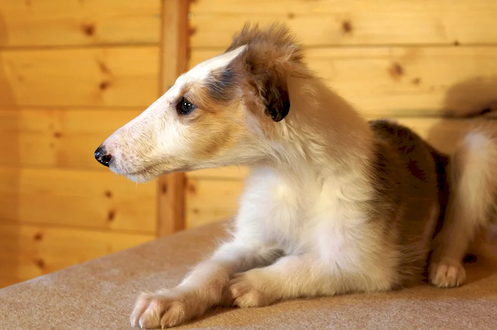 Russian hound greyhound puppy