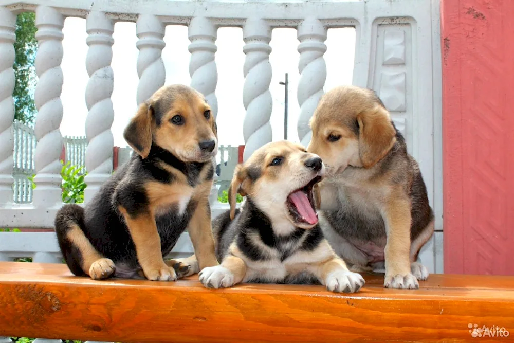 Russian hound puppies