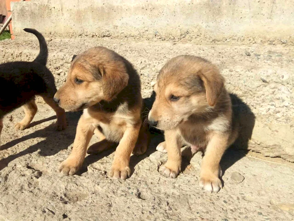 Russian hound puppies