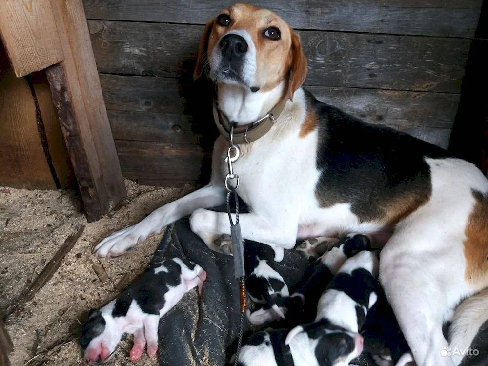 Estonian hound kutyata