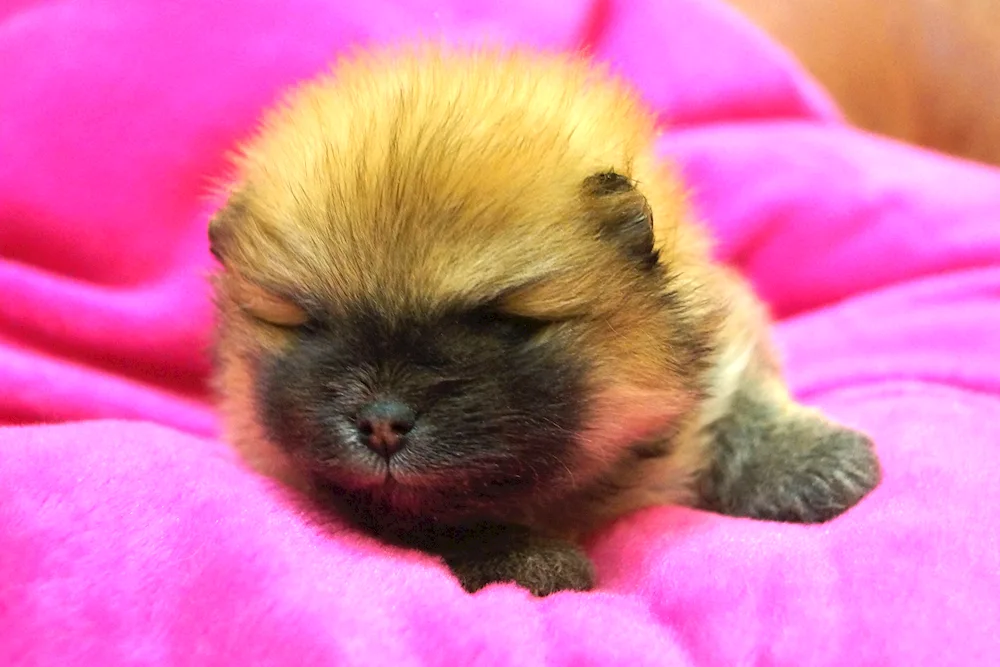 Pomeranian Spitz puppies newborn