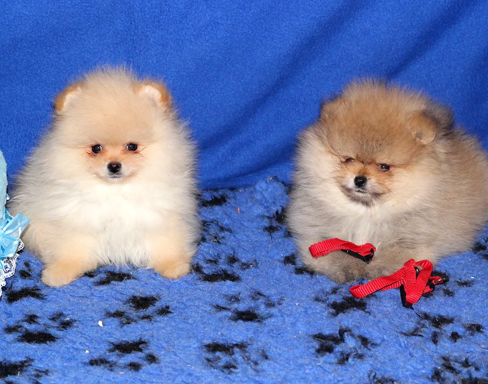 Pomeranian Spitz puppies newborn