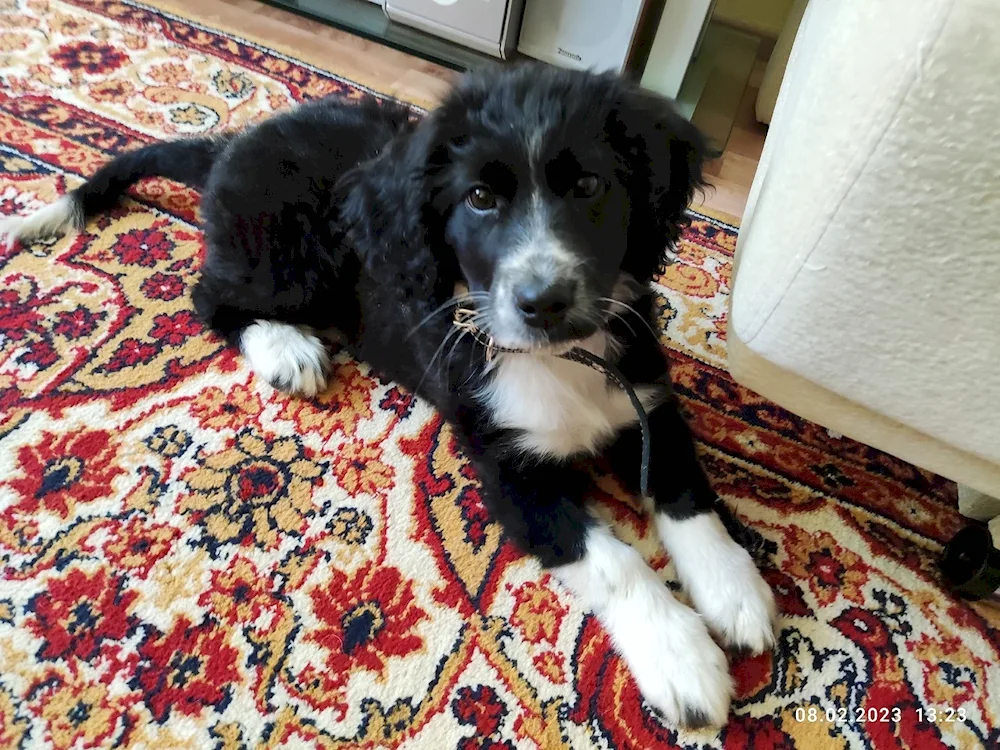 Mestizo spaniel puppies