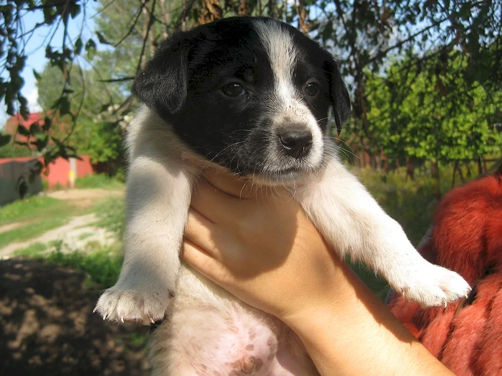 Puppies mestizo spaniel