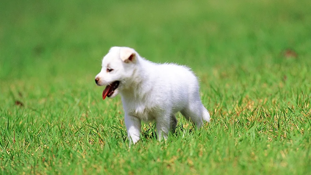 West Highland puppies