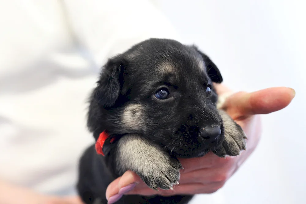 Eastern European Shepherd puppies Newborns