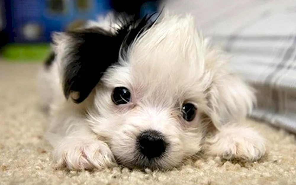 Pomeranian Pomeranian Pomeranian Pomeranian Pomeranian Pomeranian Pomeranian Pomeranian Pomeranian Pomeranian Pomeranian Pomeranian Pomeranian Pomeranian Pomeranian Pomeranian Pomeranian Pomeranian Pomeranian Pomeranian Bologna
