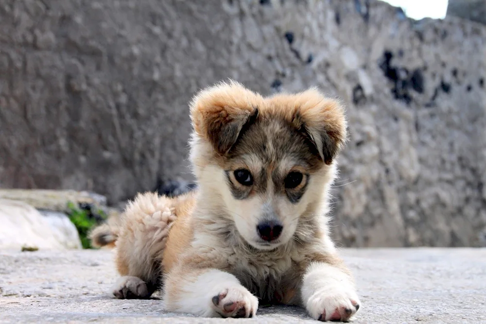 Border collie puppies