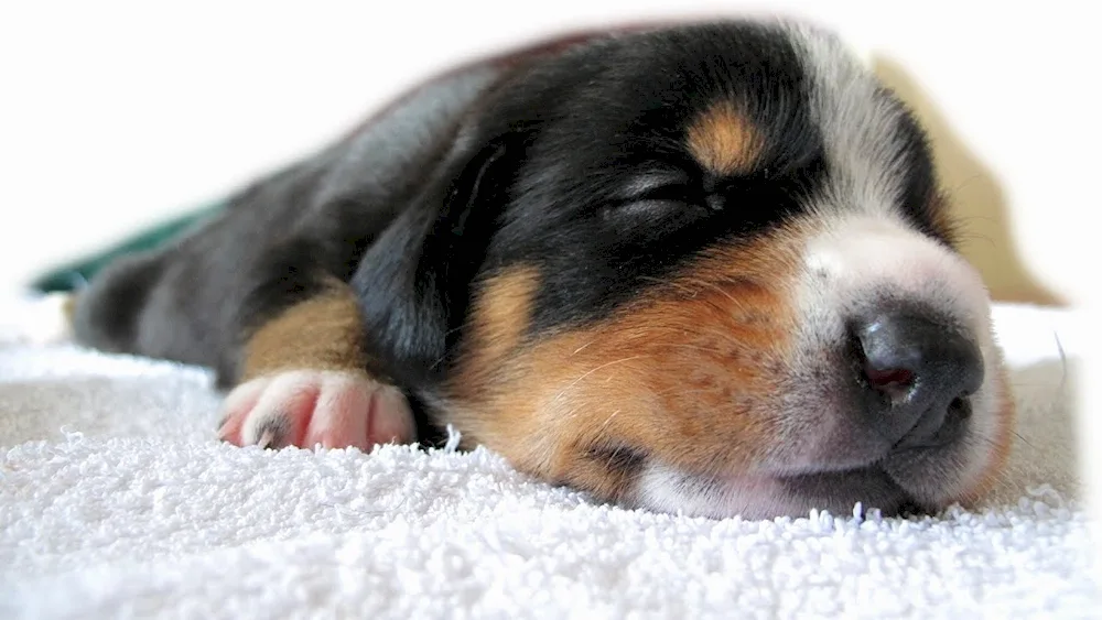 Sleeping puppy