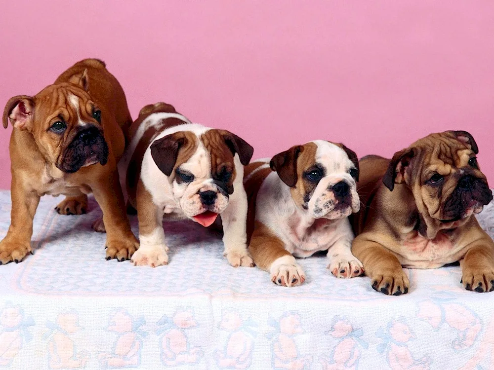 English Bulldog puppy