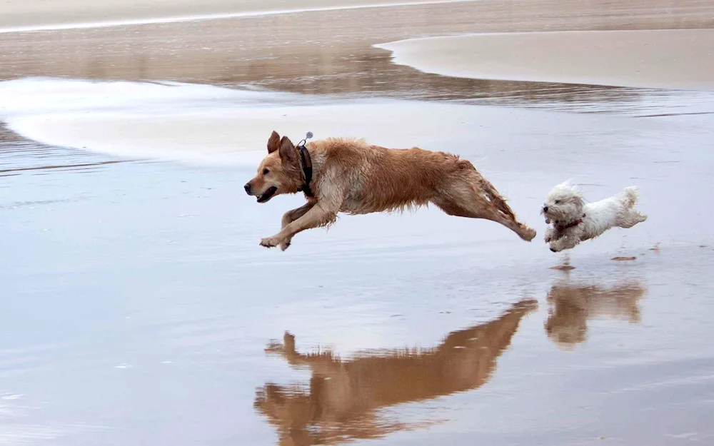 Puppy running