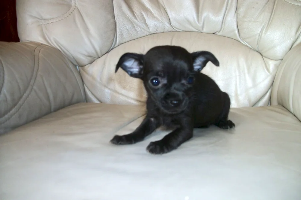 Chihuahua Puppy