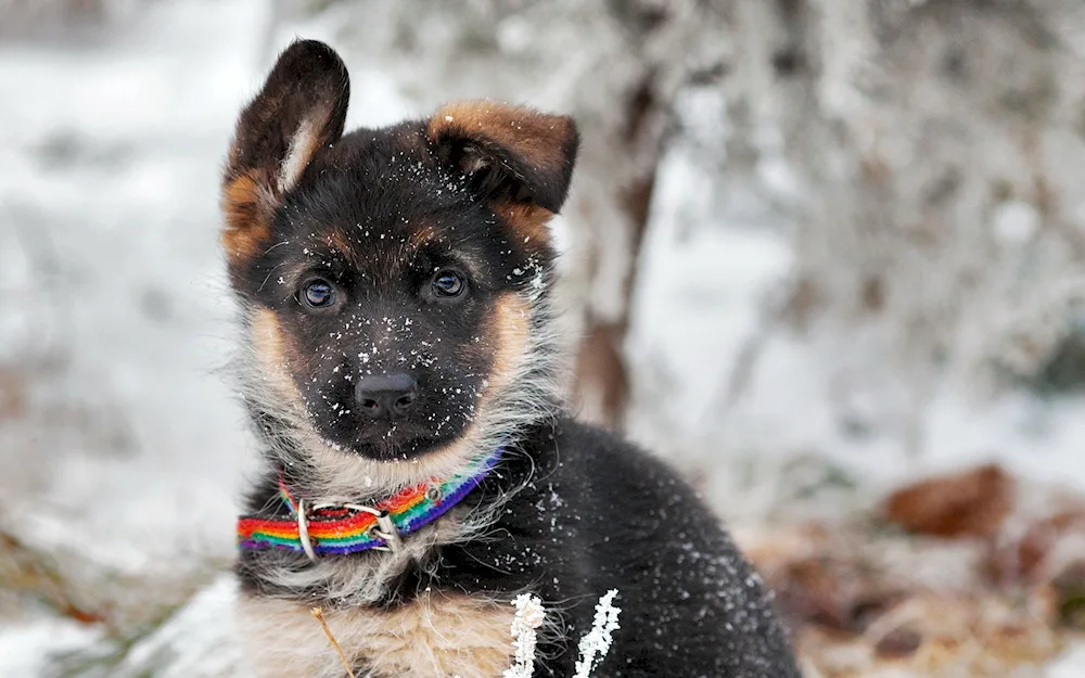 Mongrel terrier