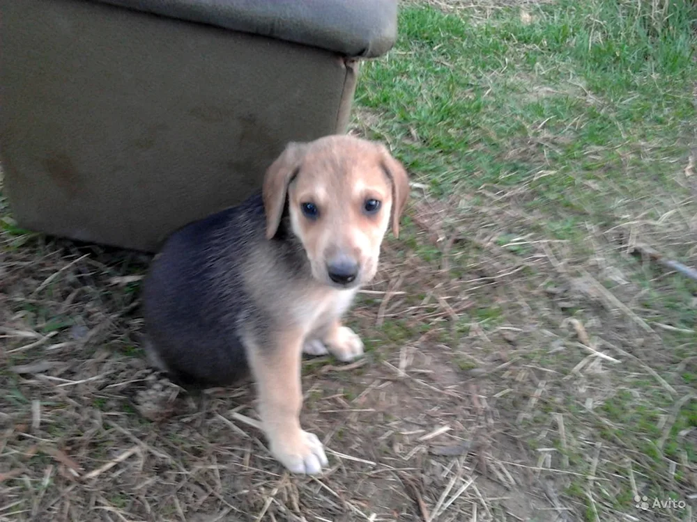 Russian hound puppy