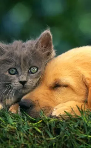 Puppy and kitten