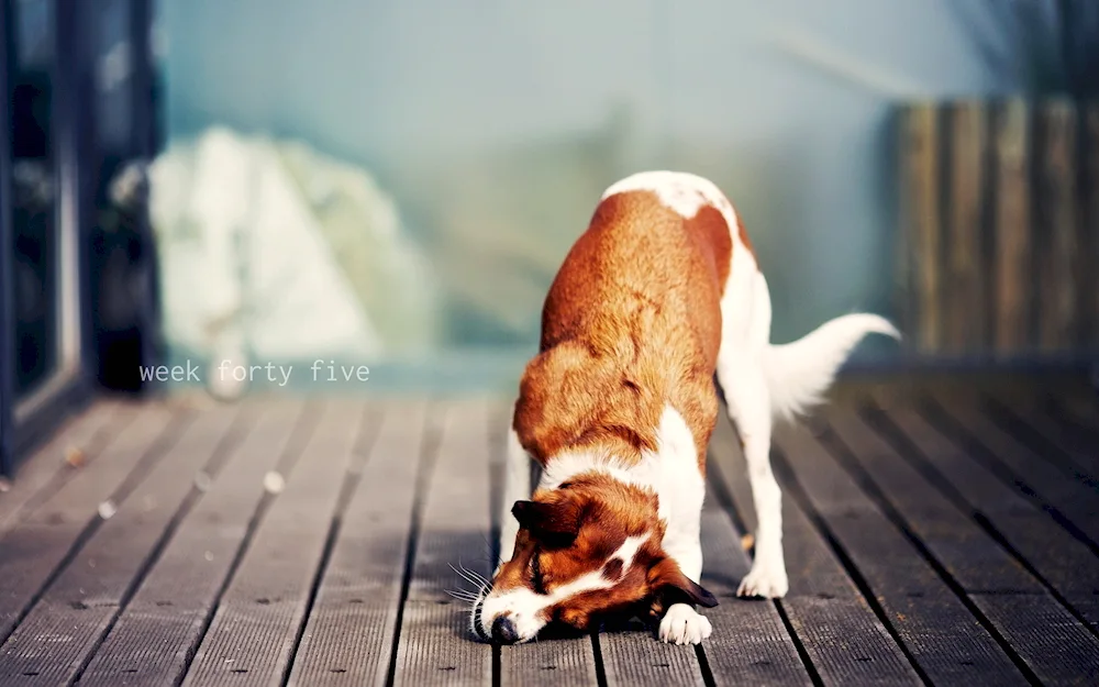 Puppy playing