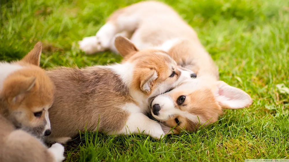 Corgi puppy