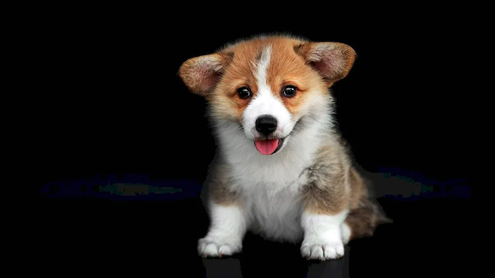 Corgi puppy