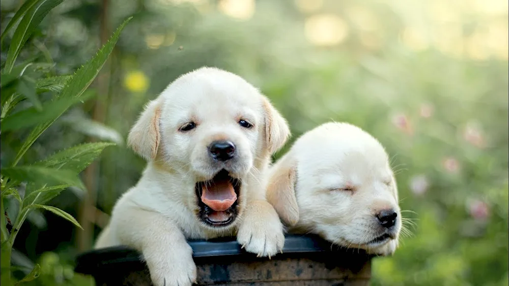 Labrador retriever puppy