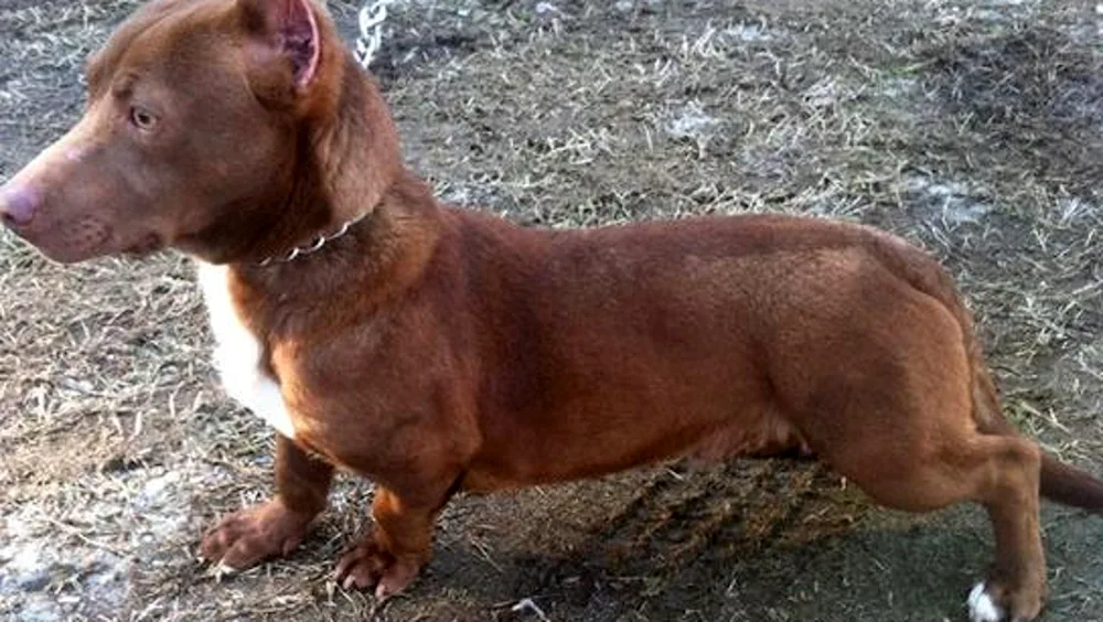 Rabbit dachshund métis