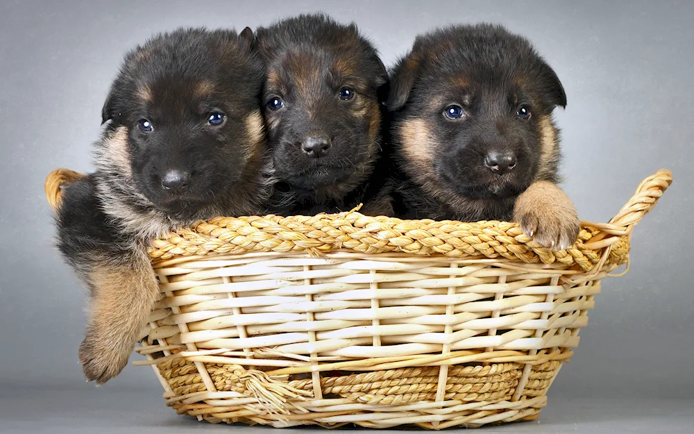 German Shepherd puppy 3 months old