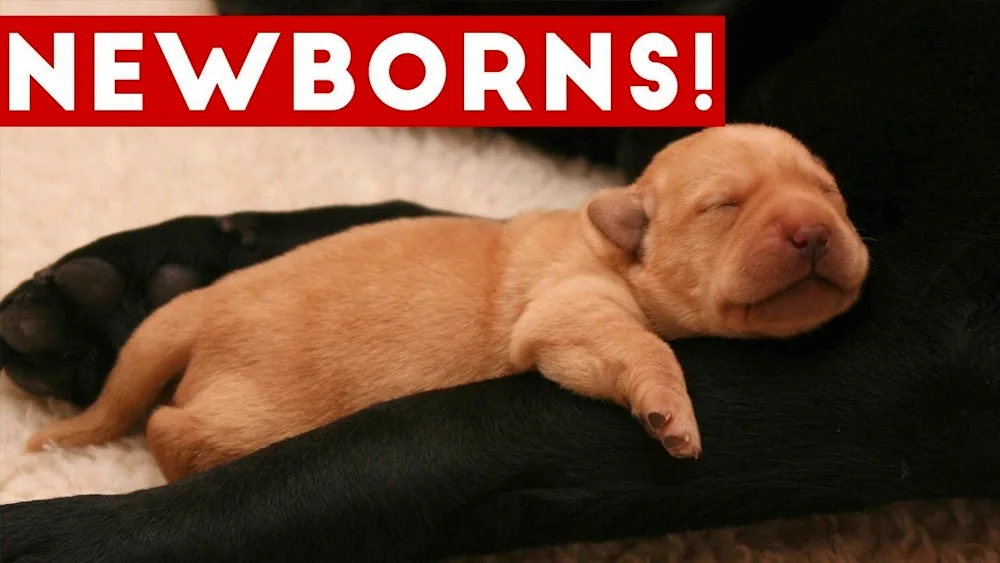 Newborn puppies