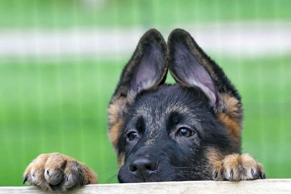 Sheepdog puppy