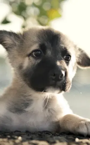 Shepherd puppy white