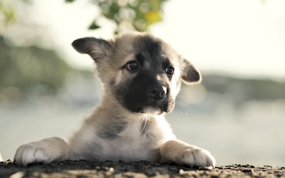 Shepherd puppy white