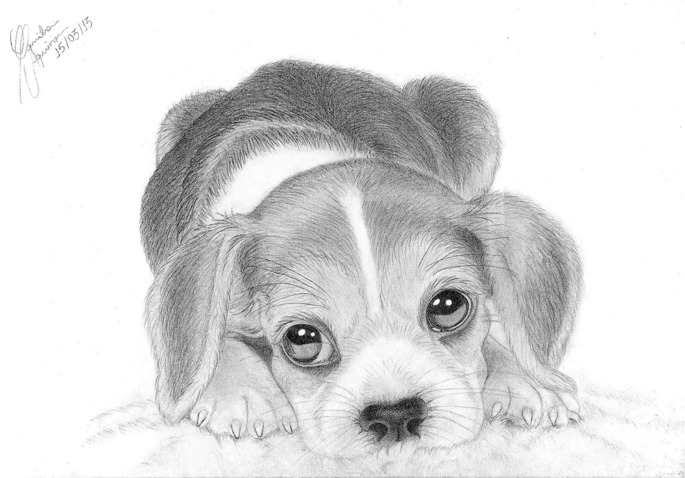 Puppy pencil drawing