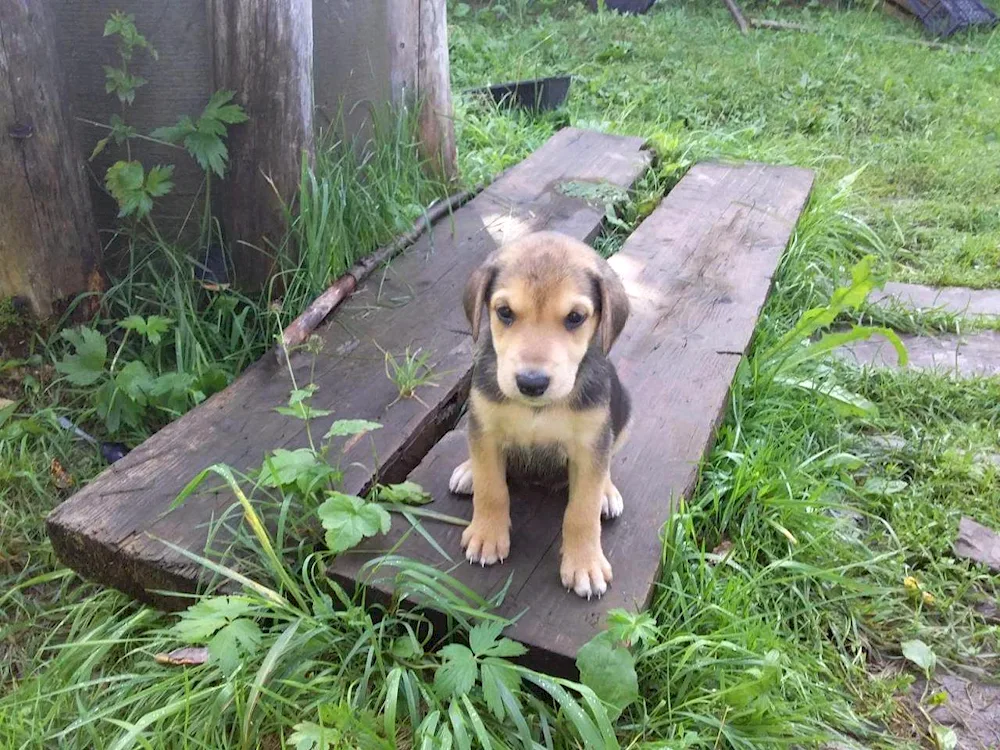 Russian hound puppy 1 month old