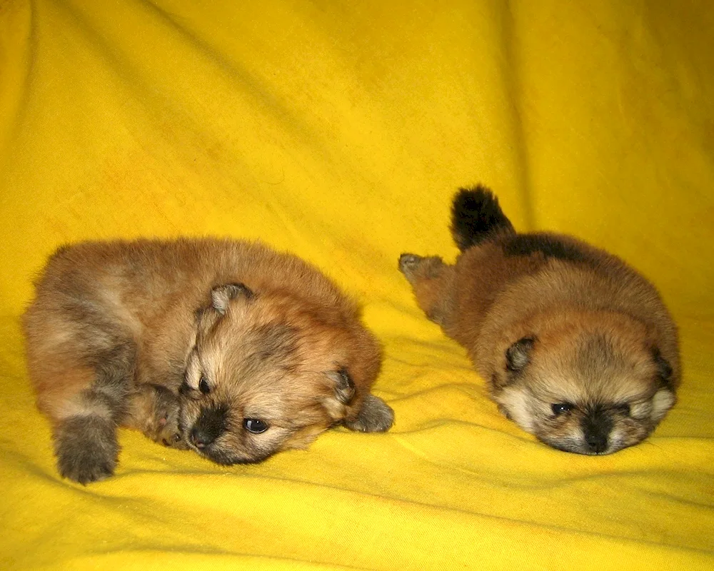 Pomeranian spitz puppy newborn