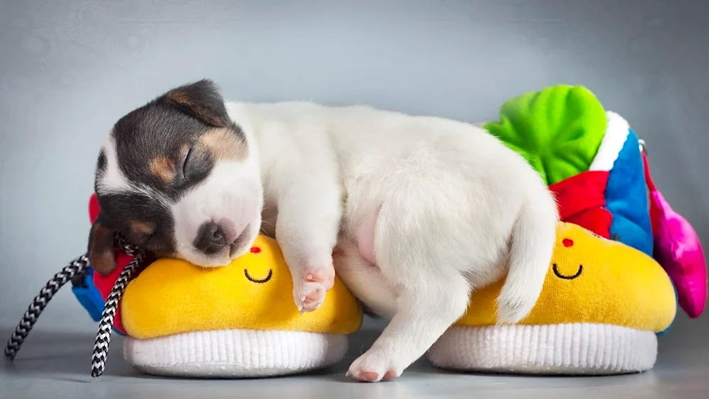Puppy sleeping