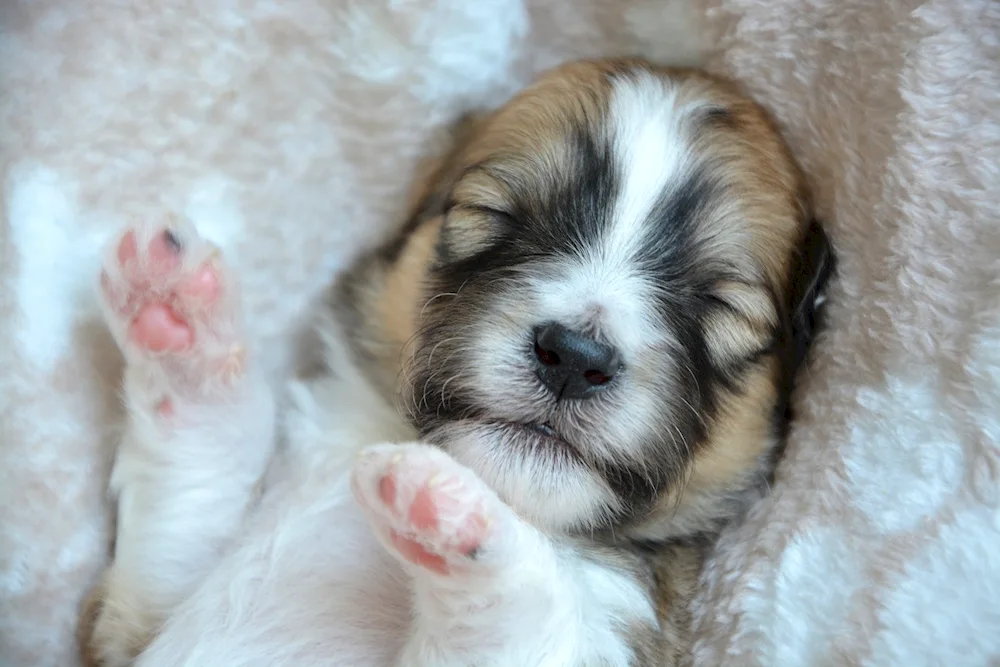 Newborn puppies