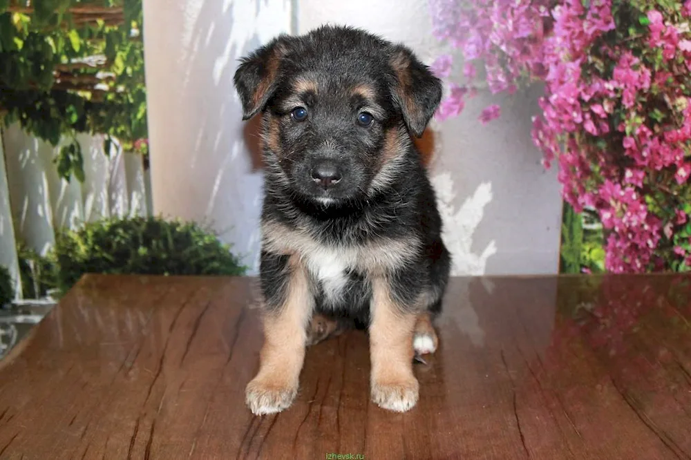 Sheepdog with floppy ears