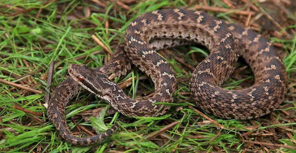 Farrow snake Aspid green snake