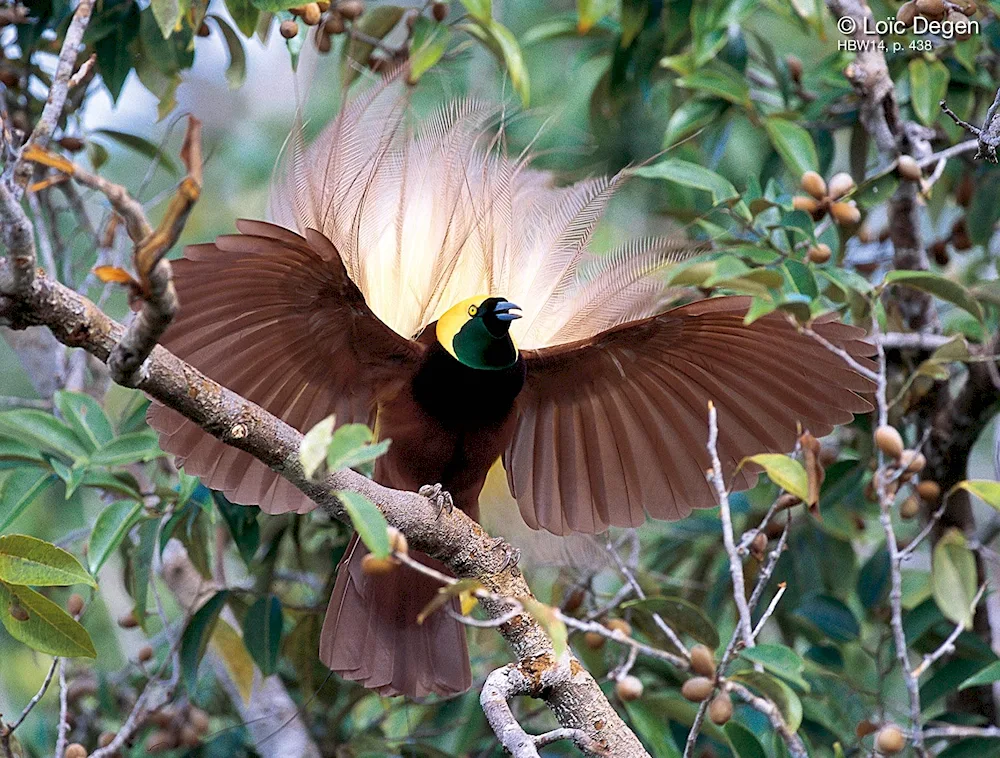 Shield-breasted Bird of Paradise Victoria