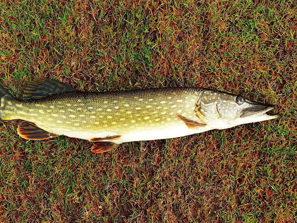 Pike Esox Lucius