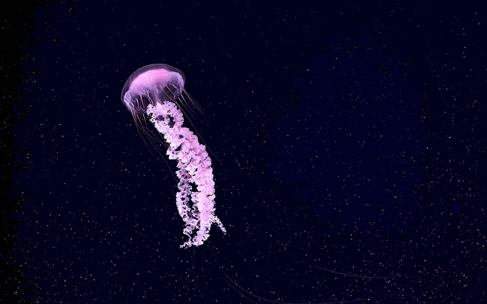 Jellyfish tentacles