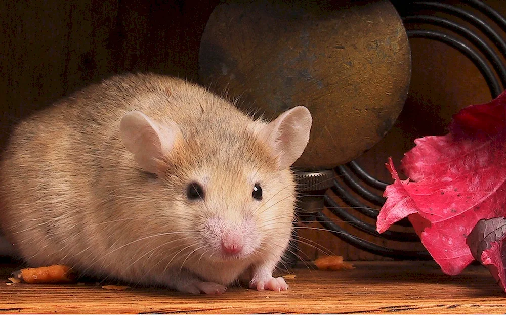 Mouse