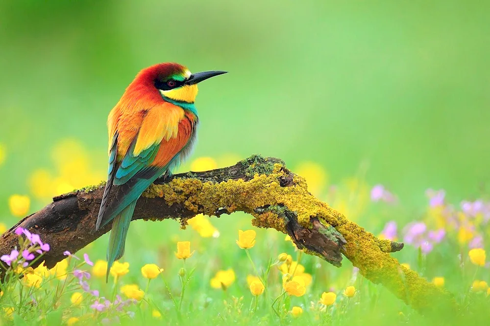 Red-breasted Thrush