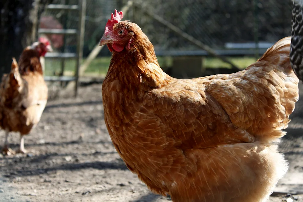 Ameraucana chicken