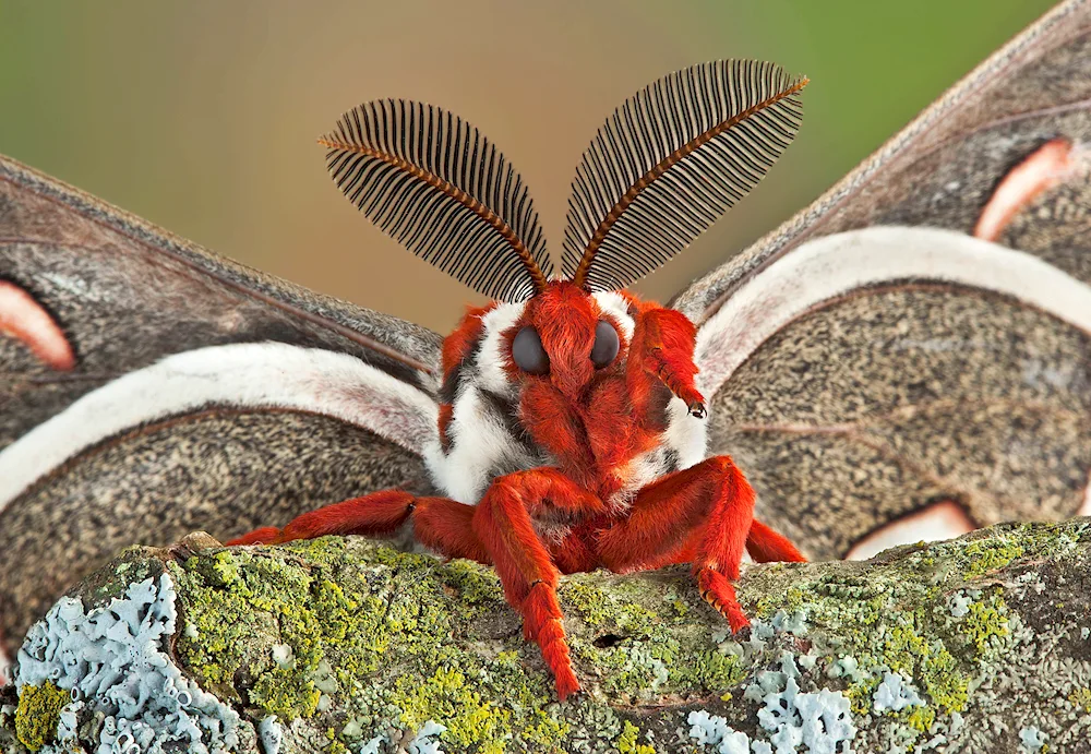 Harpy Forktail moth