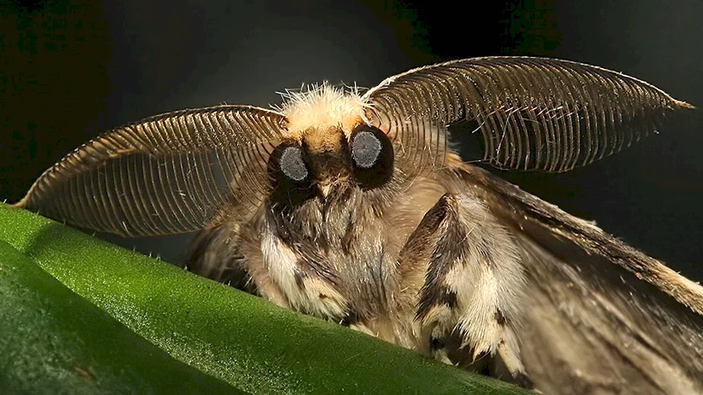 Cloth moth Tineola bisselliella larvae Cocoons