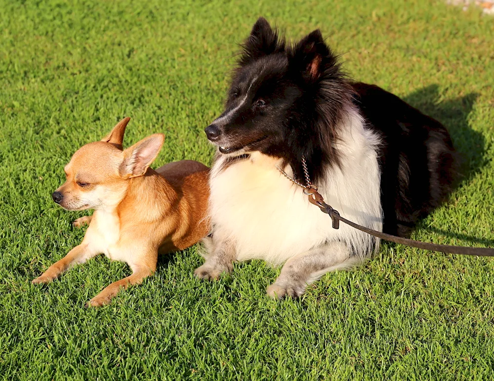 Dwarf Pinscher mix