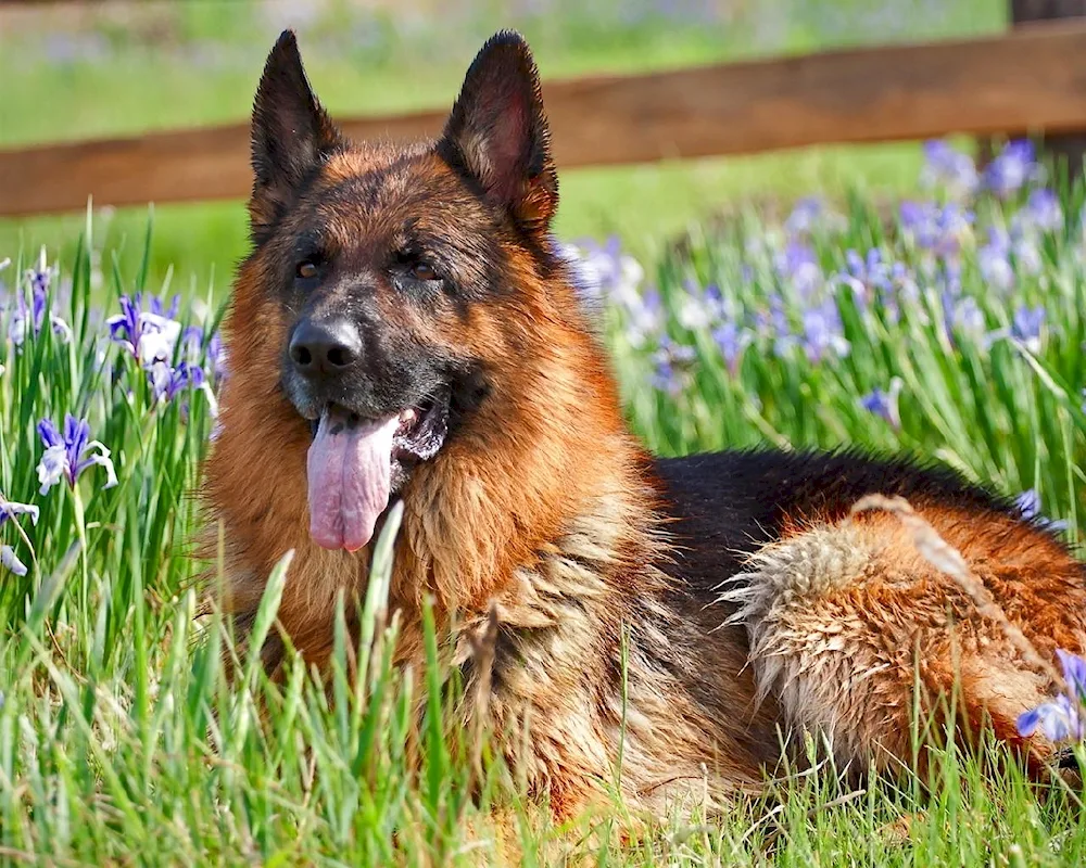 New Zealand Shepherd Dog. Shepherd