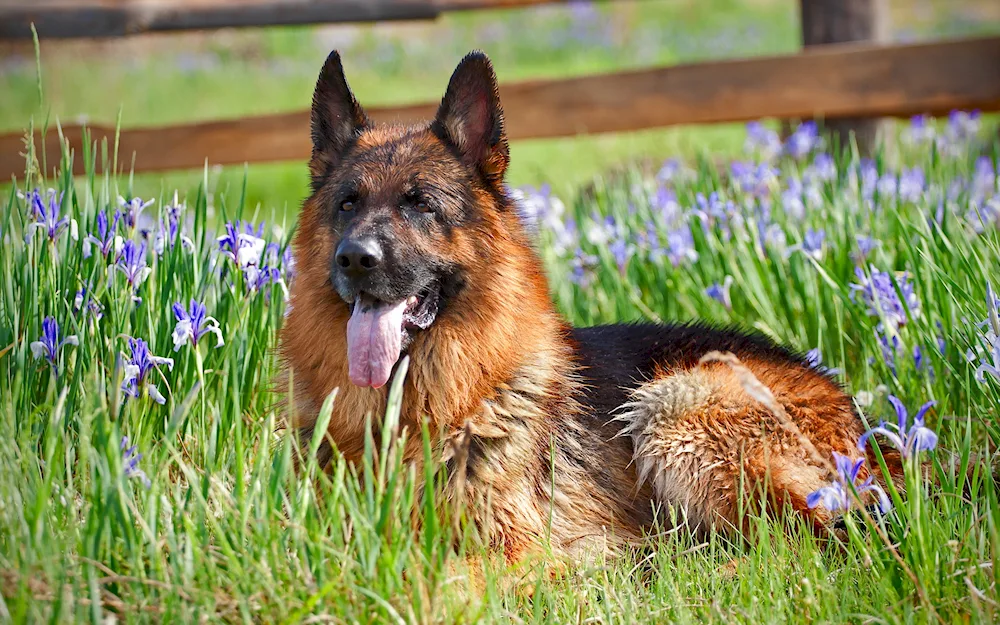 Shepperdino Dwarf Shepherd Dog